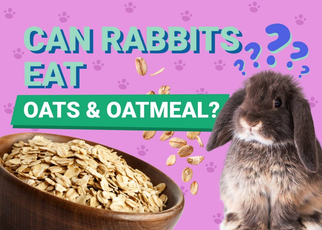 Can Rabbits Eat Oats and Oatmeal? VetReviewed Safety Facts & FAQ PangoVet