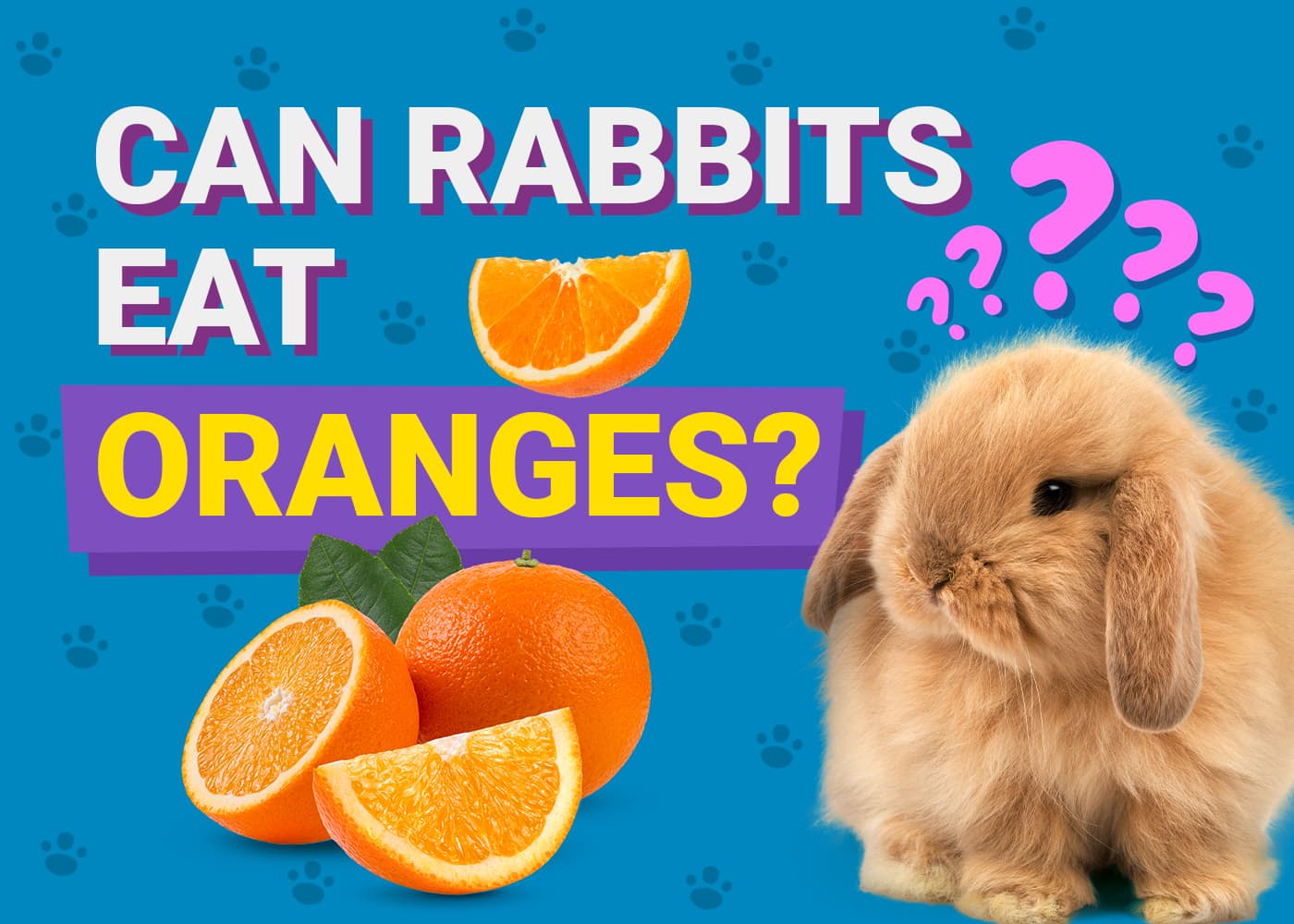 Can Rabbits Eat Oranges? Vet-Reviewed Nutrition Facts &amp; FAQ | PangoVet