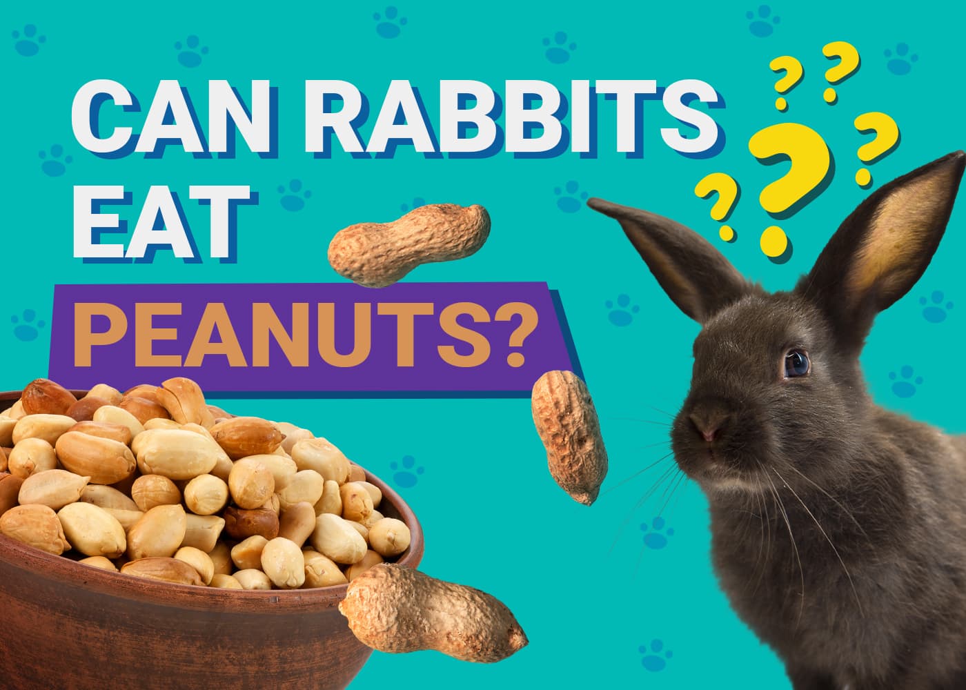 Can Rabbits Eat Peanuts? Vet-Reviewed Safety Facts &amp; FAQ | PangoVet