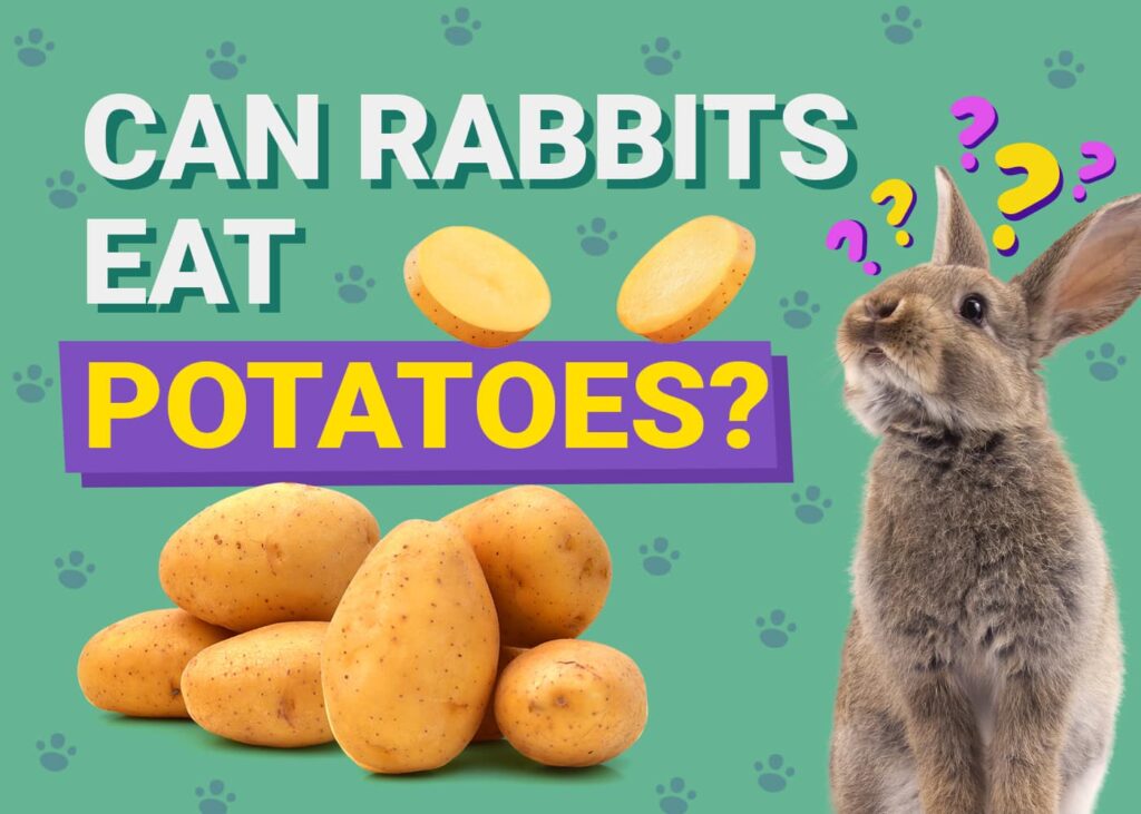 Can Rabbits Eat potatoes