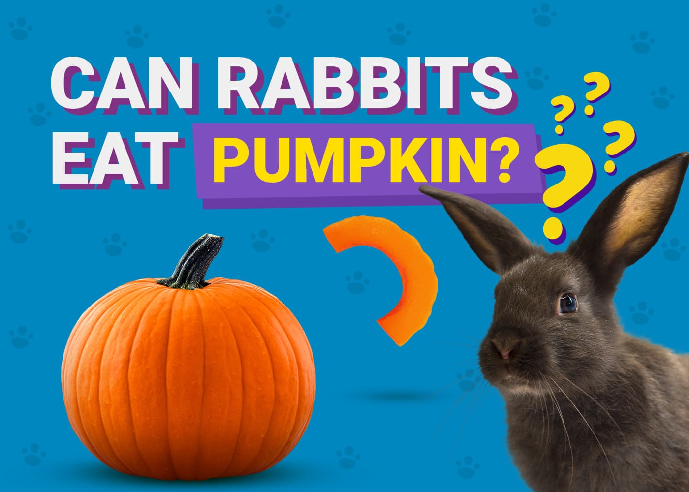 Rabbits eat pumpkin hotsell