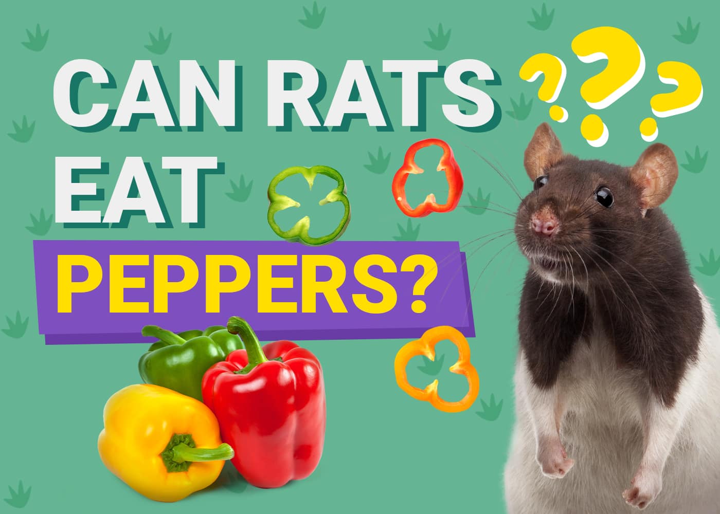Can Rats Eat Bell Peppers? Our Vet Answers PangoVet