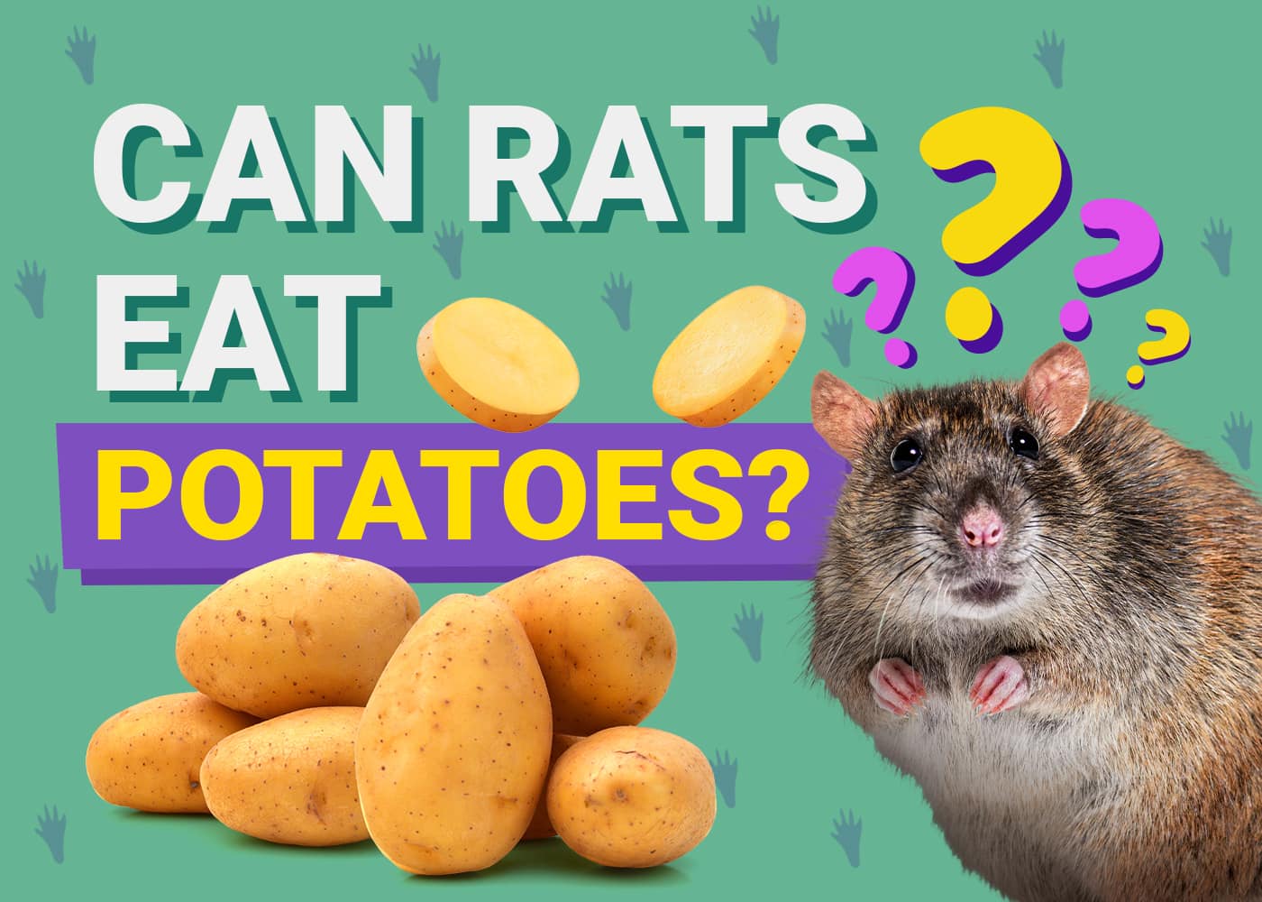 Can Rats Eat Potatoes? Our Vet Answers | PangoVet