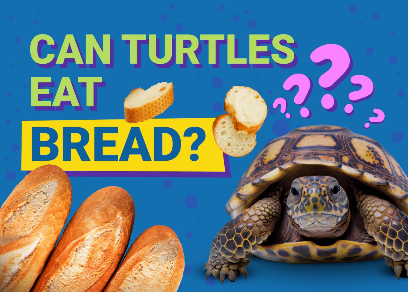 Can Turtles Eat Bread? Vet-Verified Nutrition &amp; Info | PangoVet