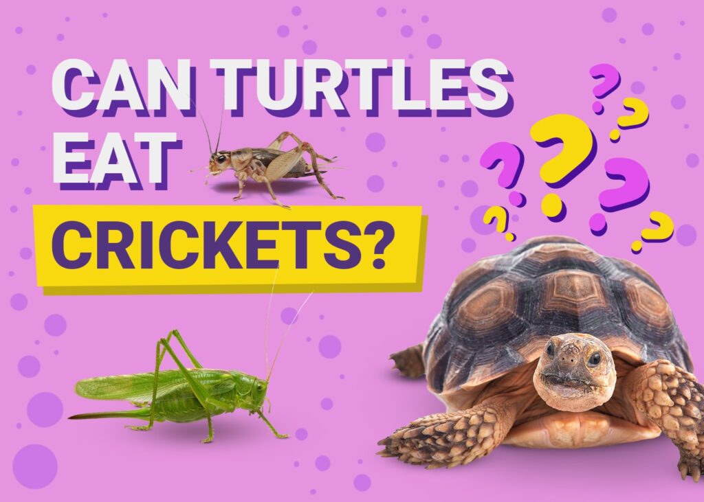 Can Turtles Eat Crickets? Our Vet Explains PangoVet