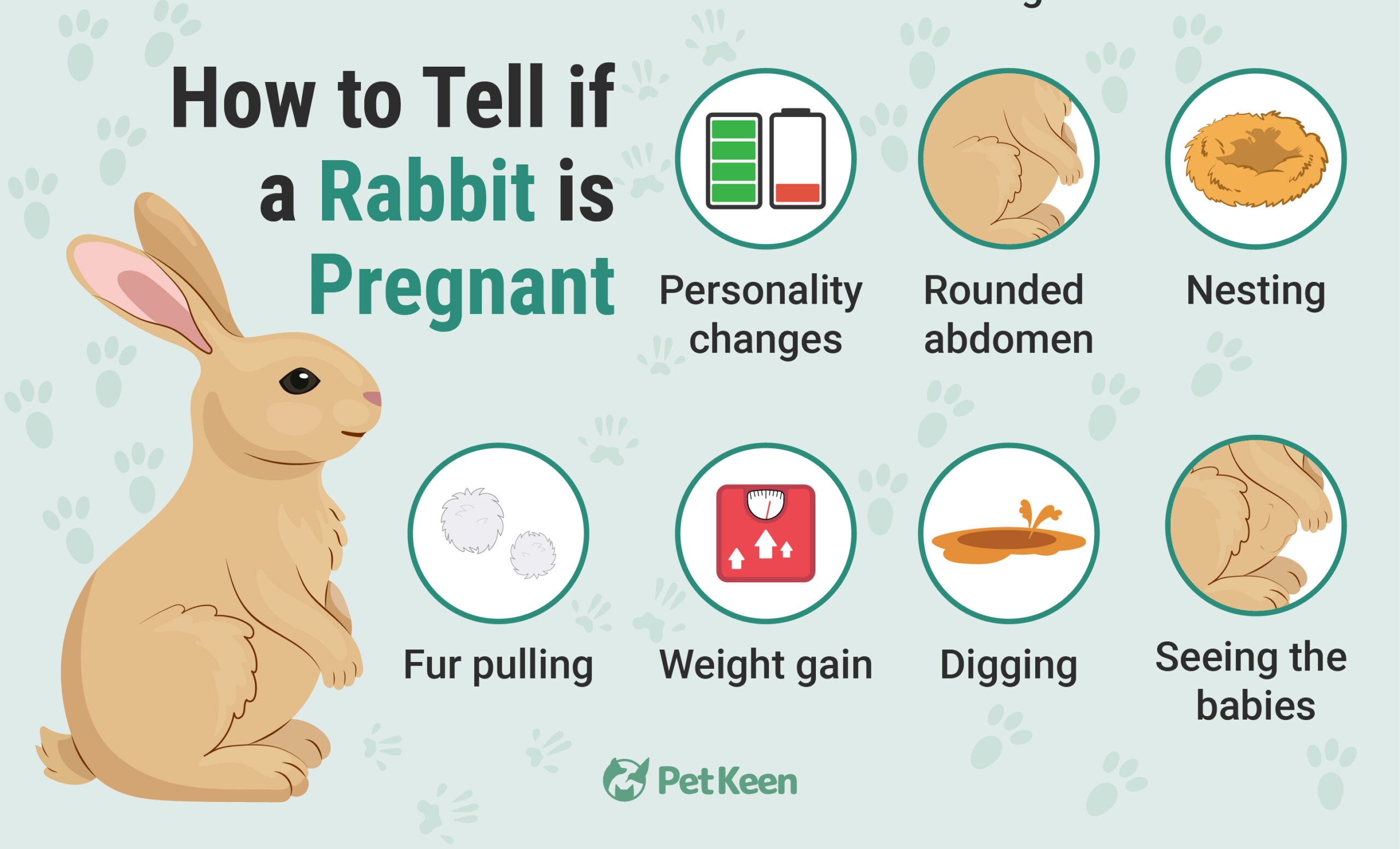 how to tell your rabbit is pregnant