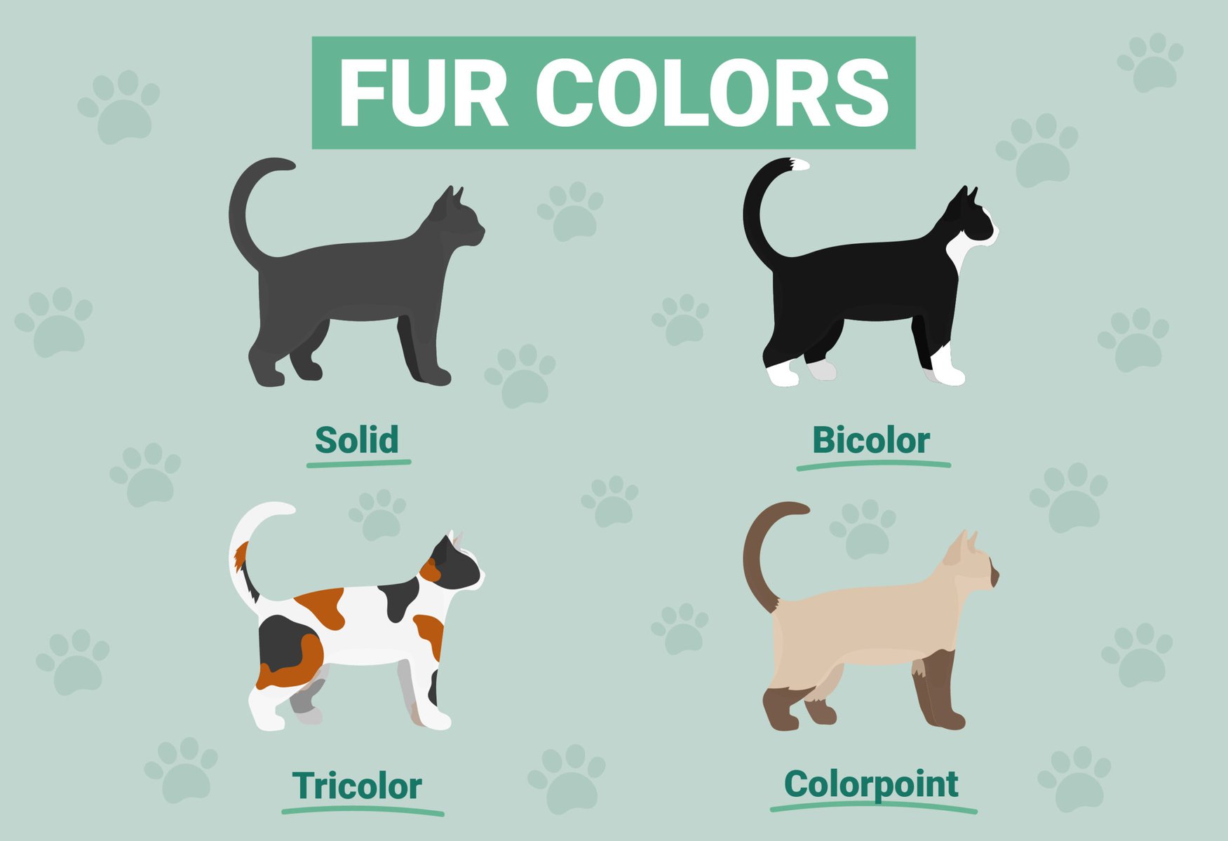 What Breed Is My Cat? Identification Guide (With Infographics) | PangoVet