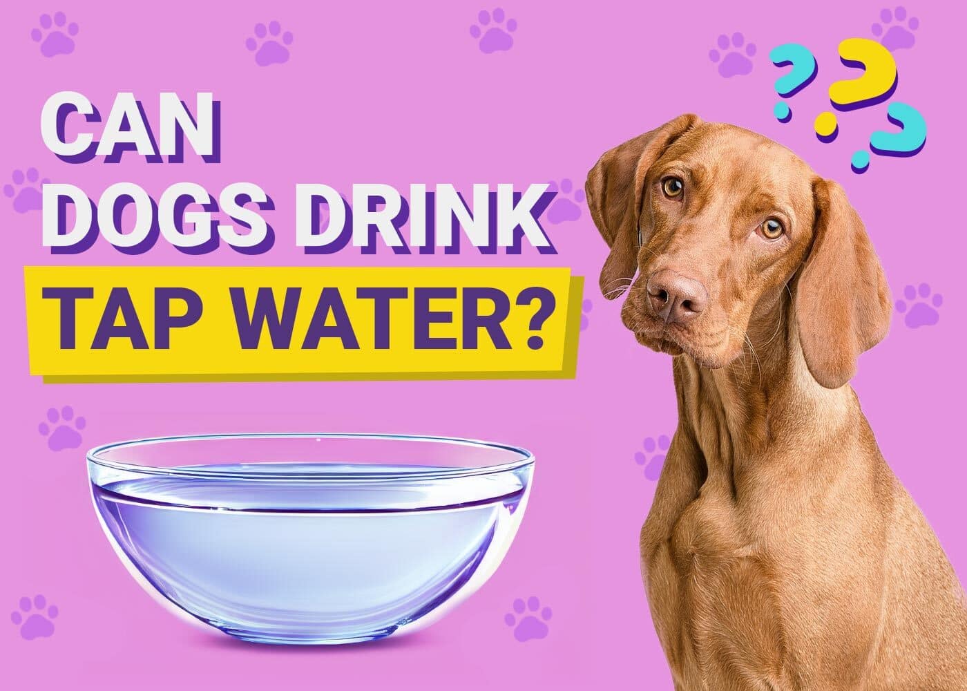 Can Dogs Drink Tap Water? Vet-Reviewed Facts & Concerns | PangoVet