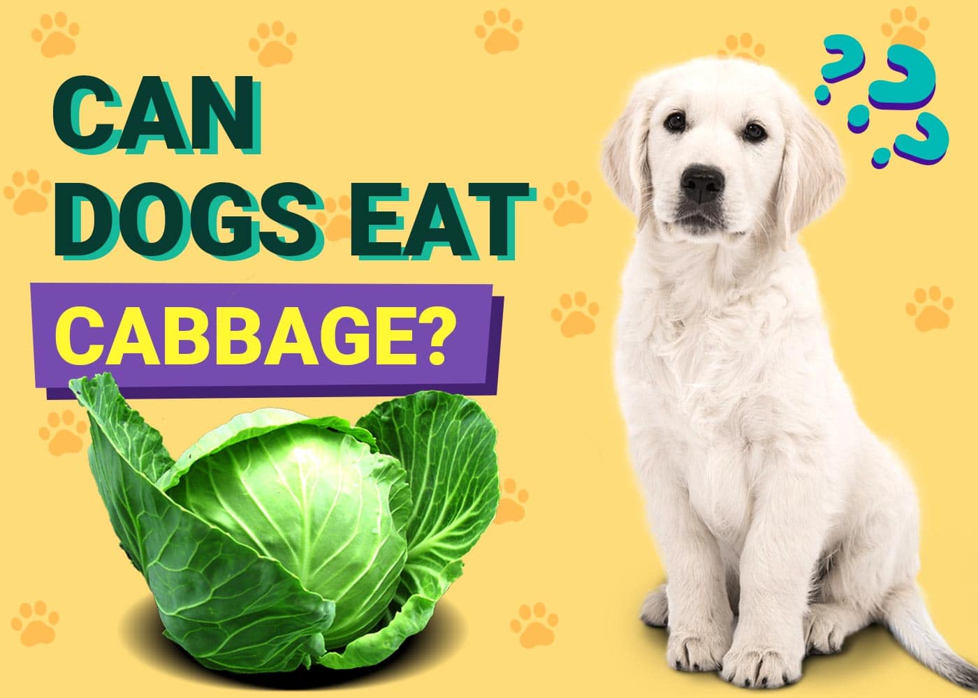 Can Dogs Eat Cabbage Vet Reviewed Benefits Risks PangoVet