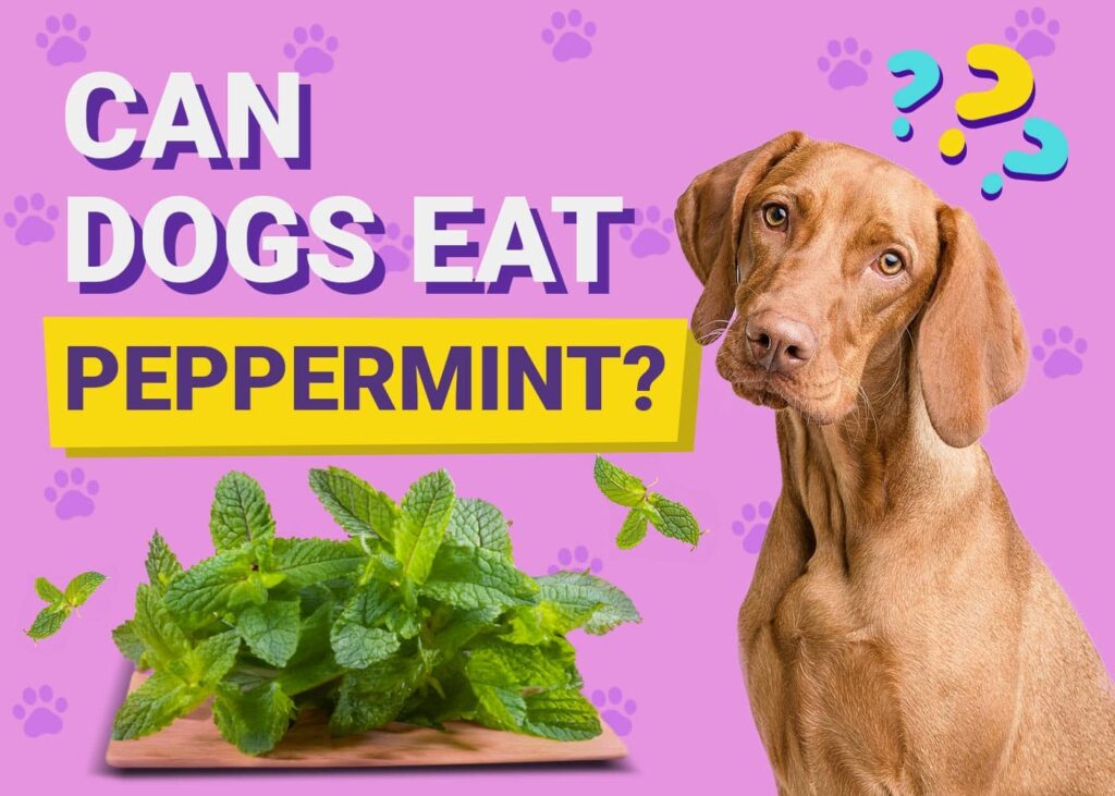 Can Dogs Eat Peppermint? VetVerified Facts & FAQ PangoVet