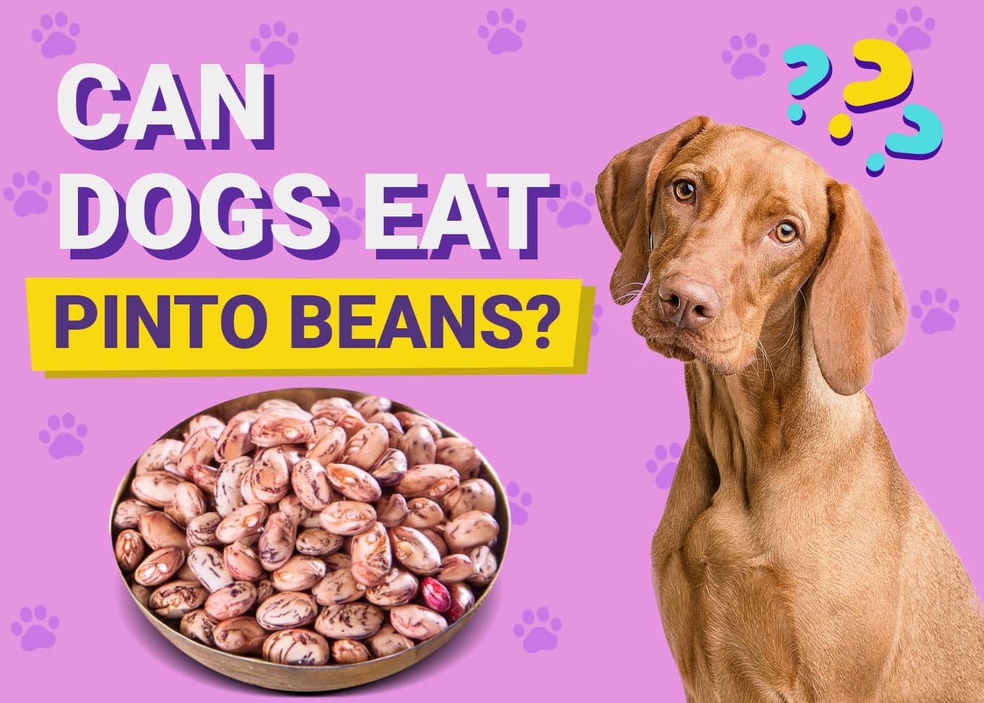 Can Dogs Eat Pinto Beans? Vet-Reviewed Considerations &amp; FAQ | PangoVet