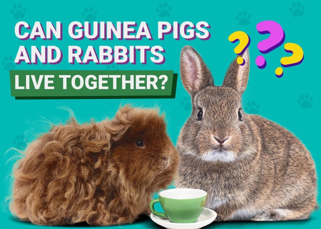 Can Guinea Pigs and Rabbits Live Together