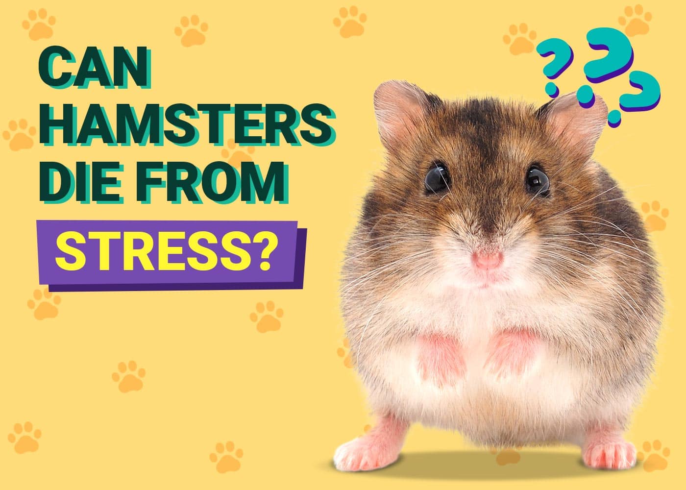 Can Hamsters Die From Stress? VetVerified Risks & How to Help PangoVet