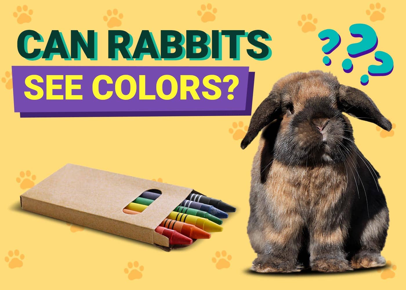 Can Rabbits See Colors? Vet Approved Facts &amp; Info | PangoVet