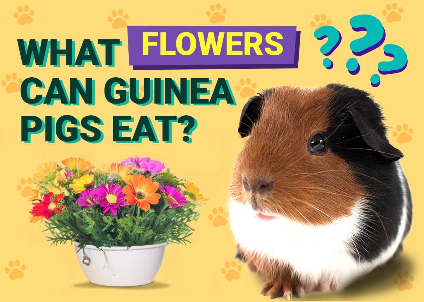 What Flowers Can Guinea Pigs Eat? Vet-Approved List (With Pictures ...