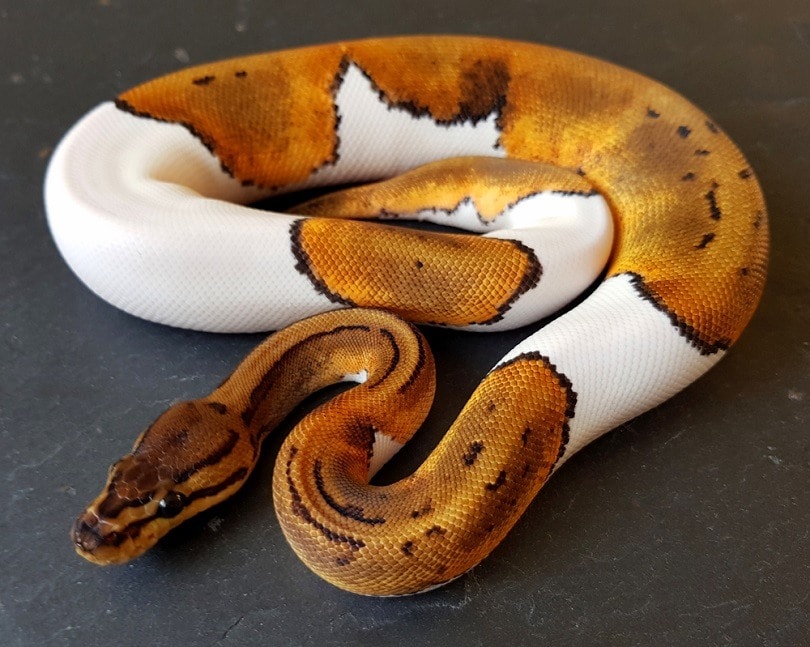50 Types of Ball Python Morphs & Colors: Info & Facts (With Pictures ...
