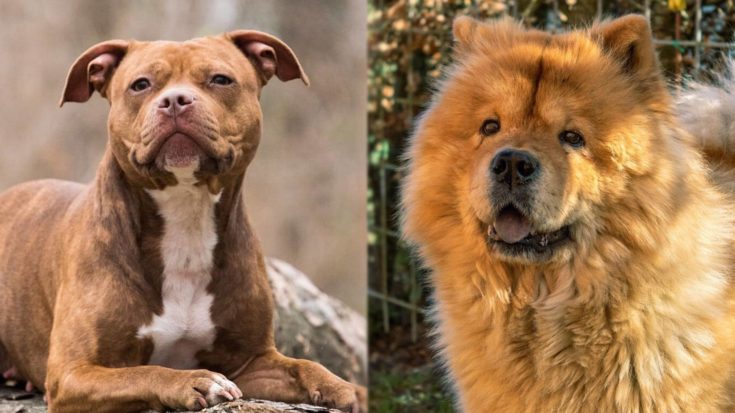 Chowpit (Chow Chow & American Pit Bull Terrier Mix) Dog Breed: Info ...