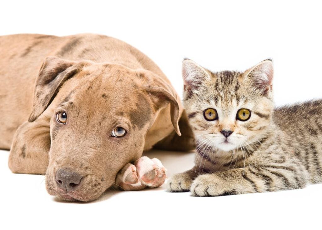 Pitbull and cat closeup_Shutterstock
