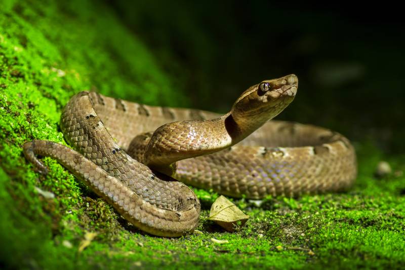 Poisonous snake