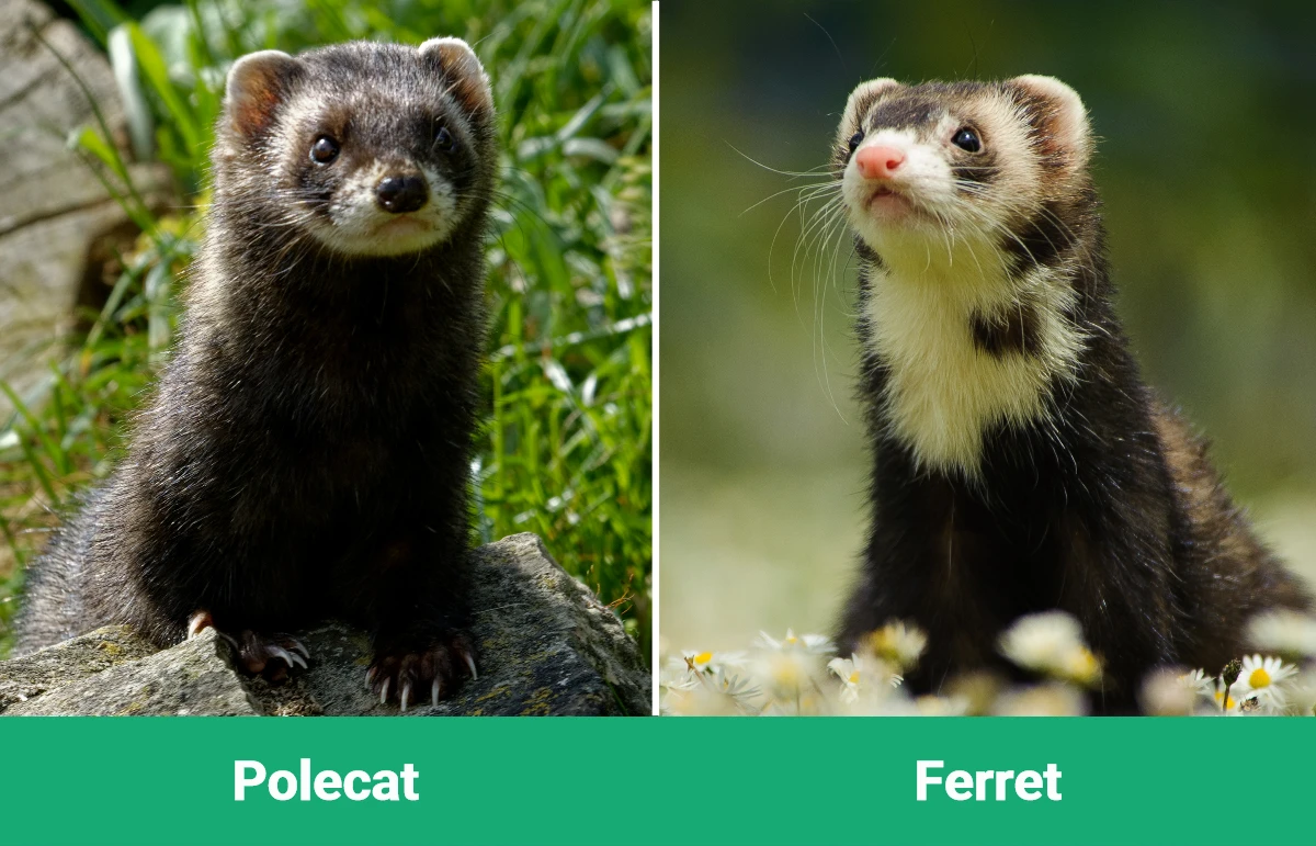 Polecat vs Ferret - Visual Differences