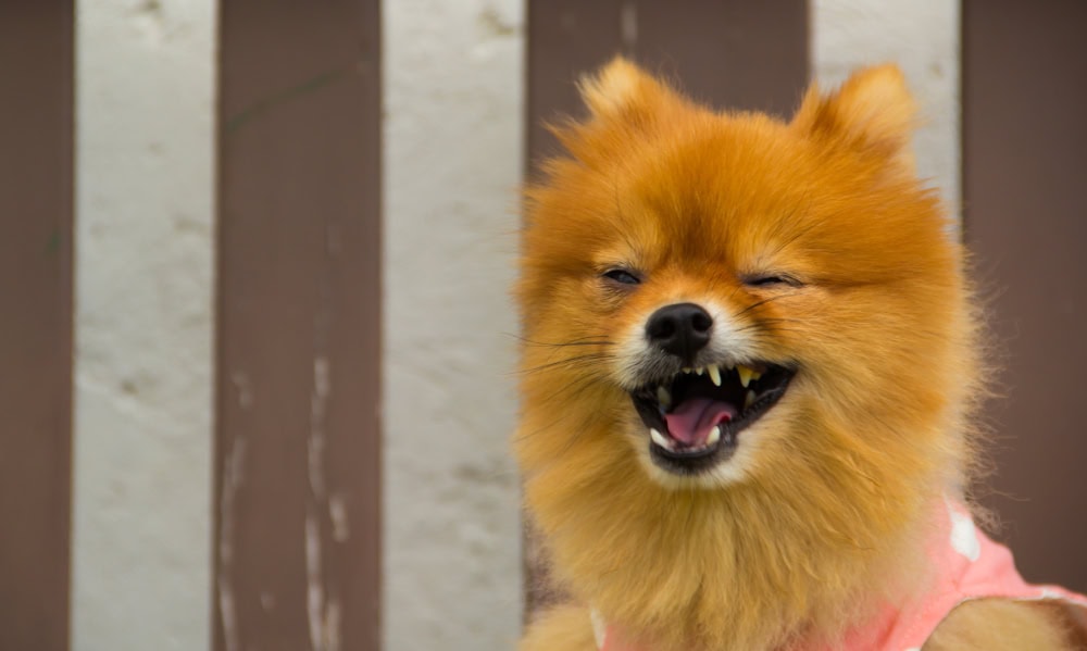 Pomeranian dog sneezing expression