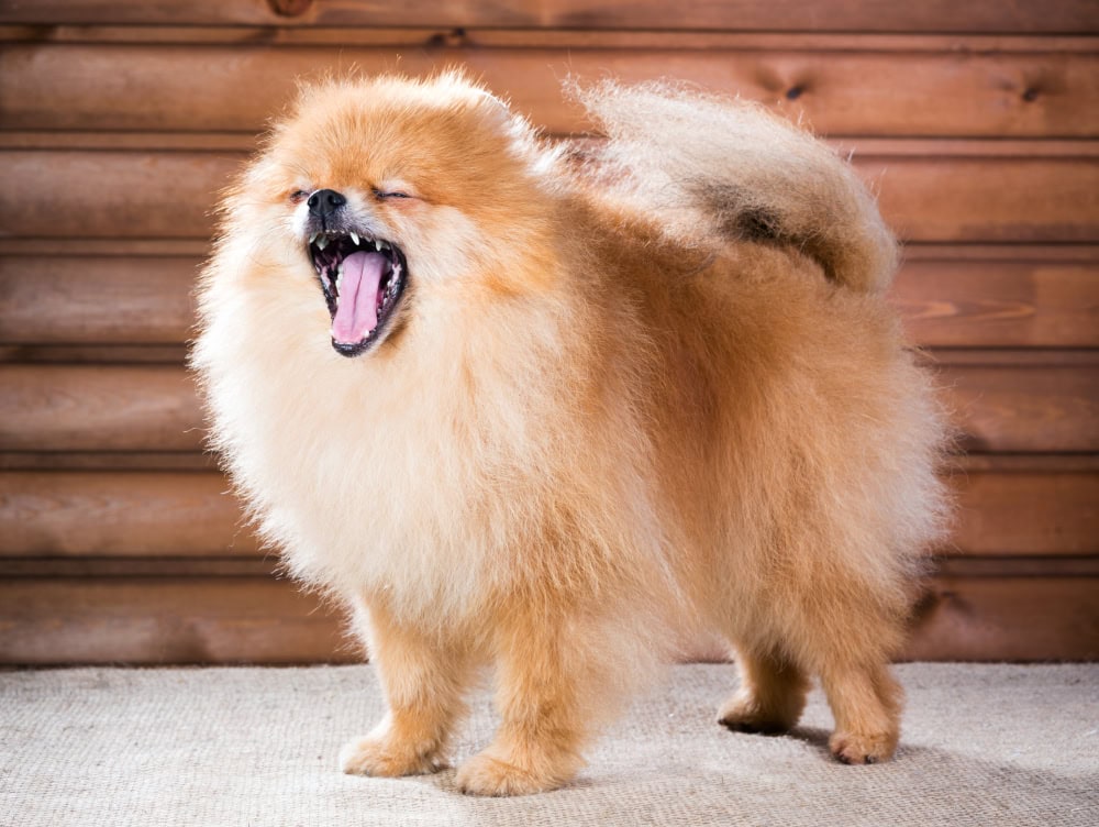Pomeranian dog with open mouth coughing or yawning