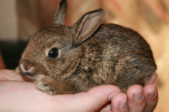 Popsugar Living Frozen Rabbit Treats