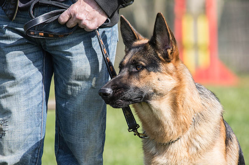Portrait of an german sheperd dog living in belgium