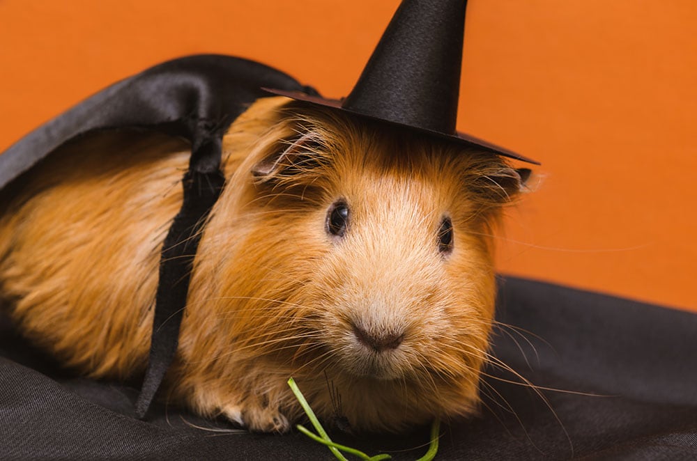 Portrait of cute red guinea pig in cute halloween costume