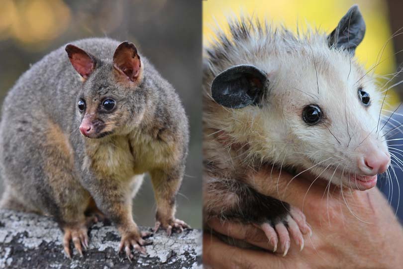 Possum vs Opossum