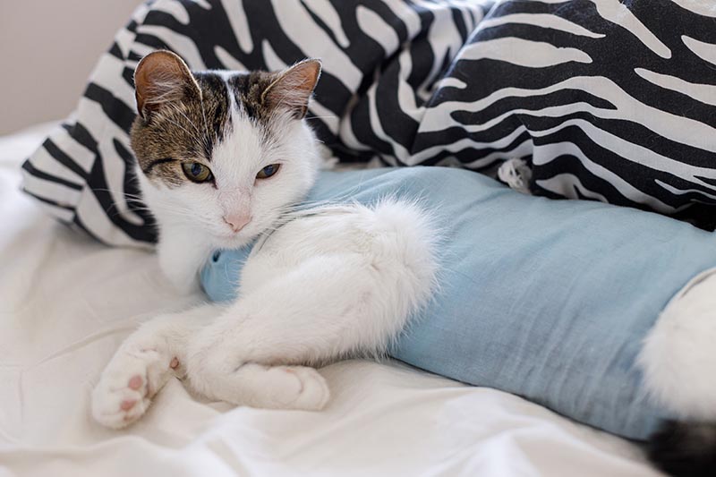 gabapentin cat post surgery