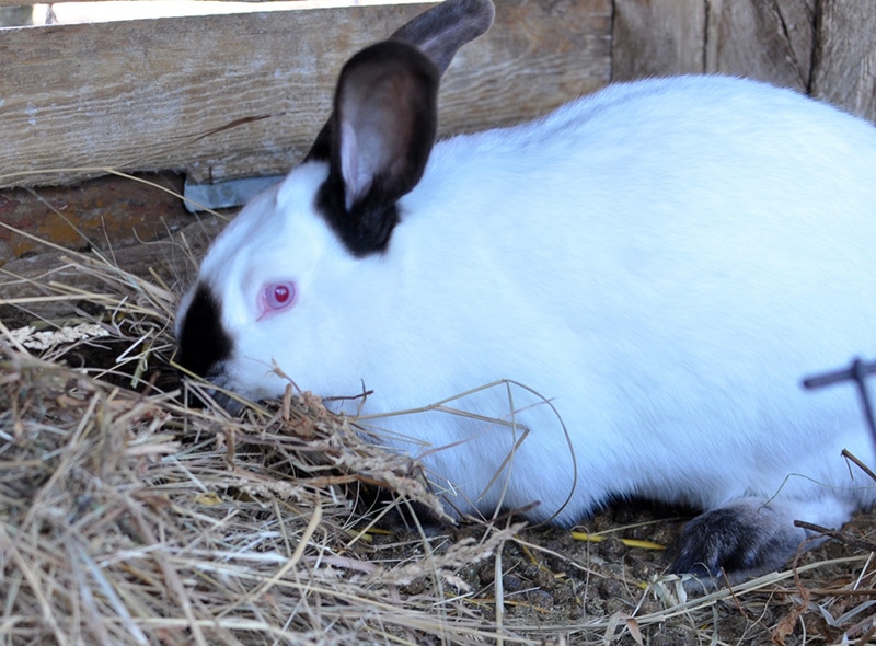 Pregnant female rabbit of California breed with hay in teeth for nesting before baby's birth