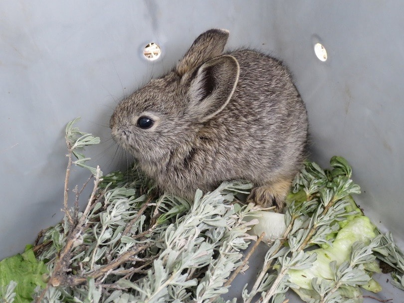 Pygmy Rabbit_Randy Bjorklund_shutterstock
