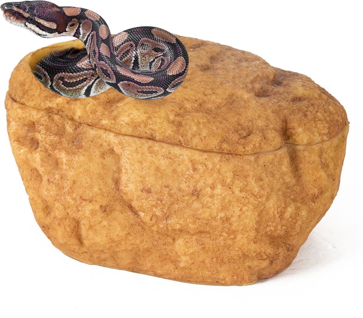 11 Essential Ball Python Supplies to Get You Started: 2025 Vet-Reviewed ...