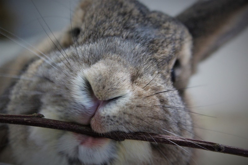 Rabbit Biting Stick