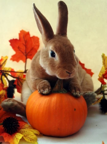 Rabbit Hole Hay DIY Pumpkin Treats