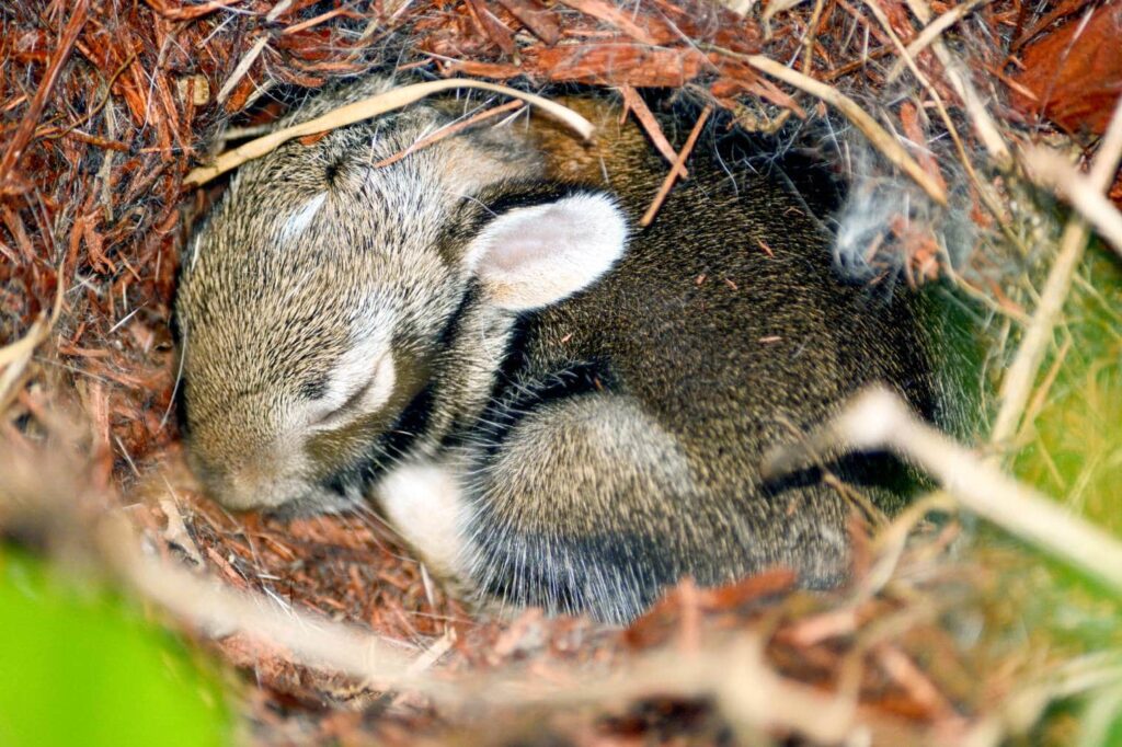 Rabbit Nest