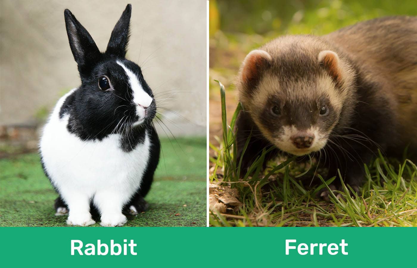 Do Ferrets Get Along With Rabbits? Important Care Facts PangoVet