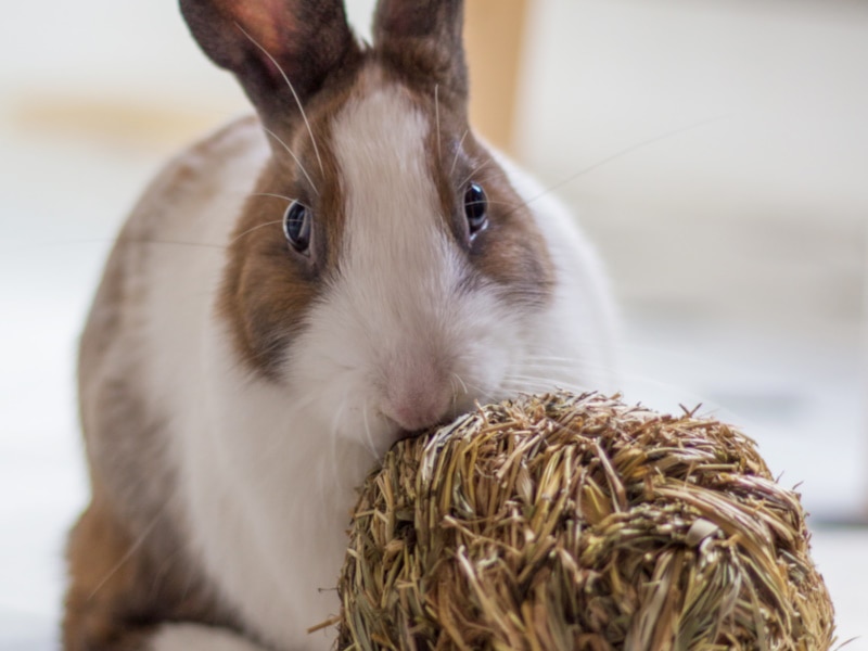 Rabbit munching on a ball of hay
