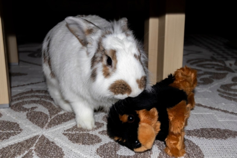 Rabbit with plush toy