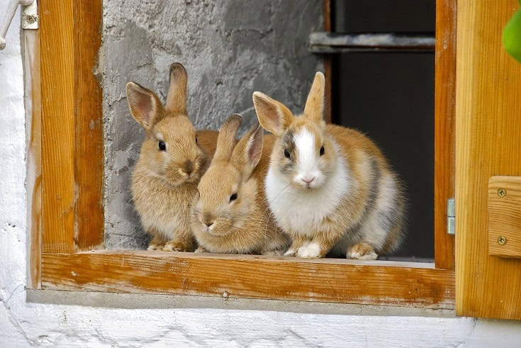 5 Alternatives to Rabbit Bedding Found in Your Home With Pictures PangoVet