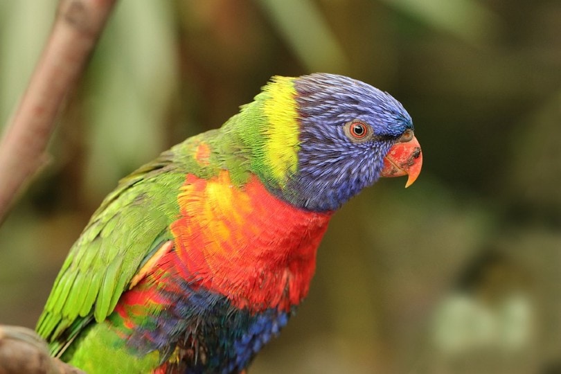 Do Lorikeets Make Great Pets? Everything You Need to Know | PangoVet