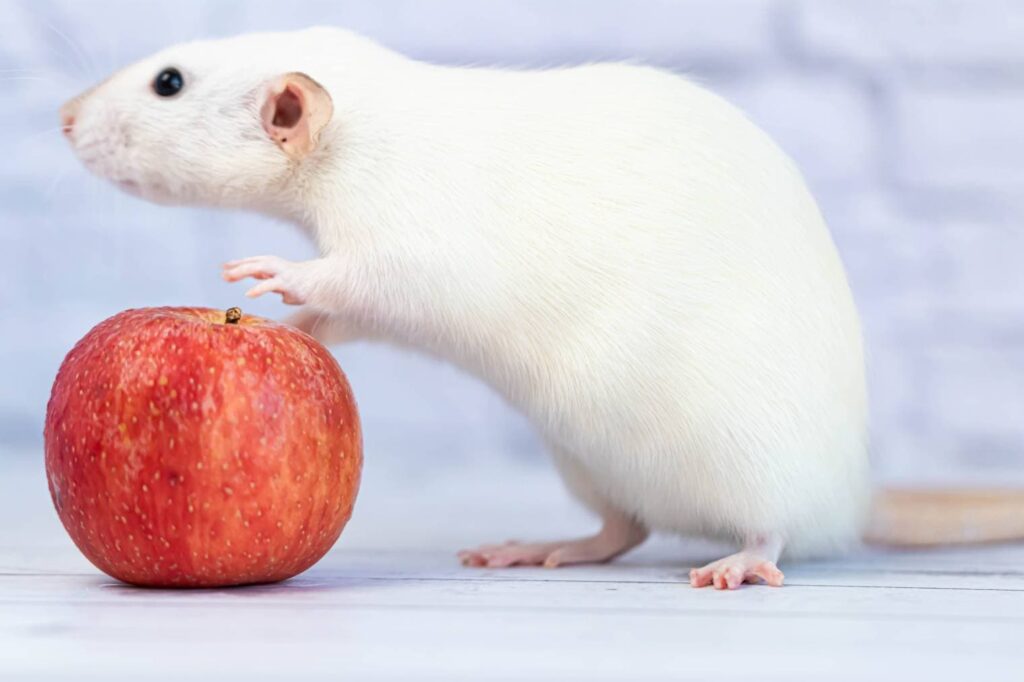 Rats Eat Apple