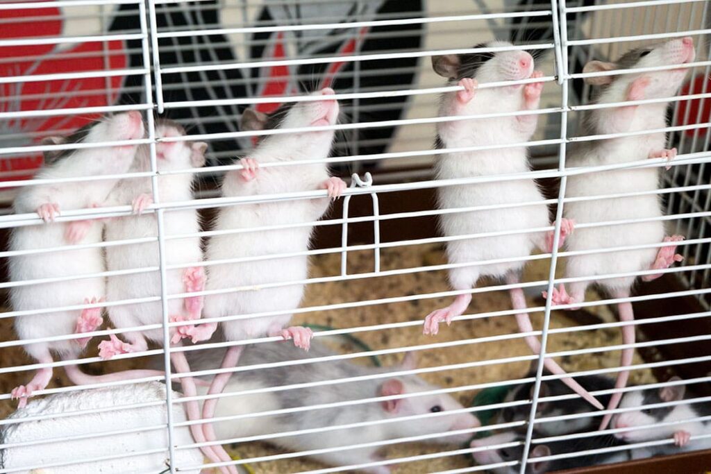 Rat cage requirements online