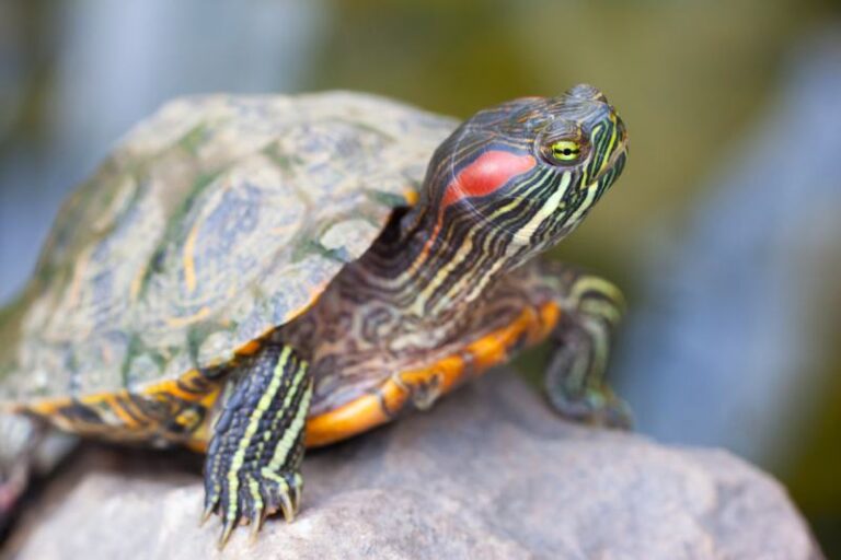 How Much Does a Red-Eared Slider Turtle Cost? (2025 Price Guide) | PangoVet