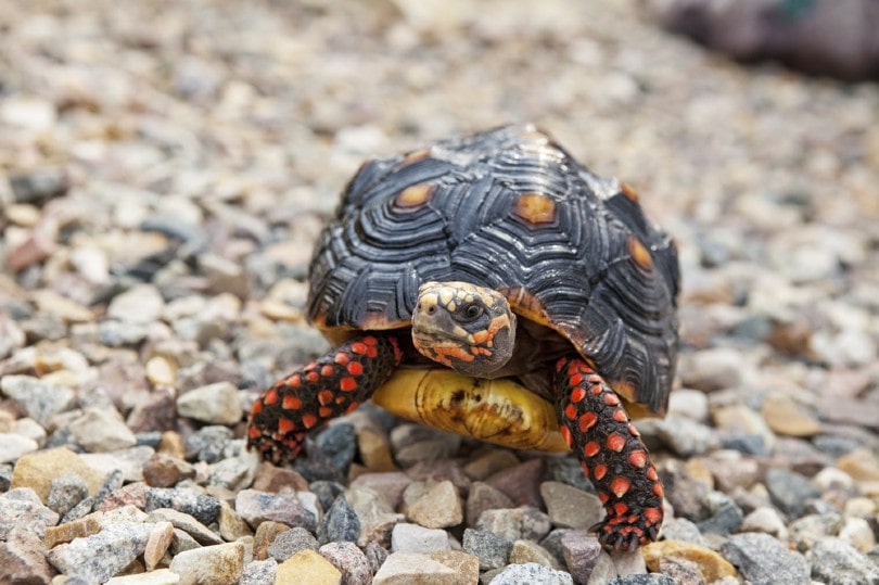 Red-Footed Tortoise