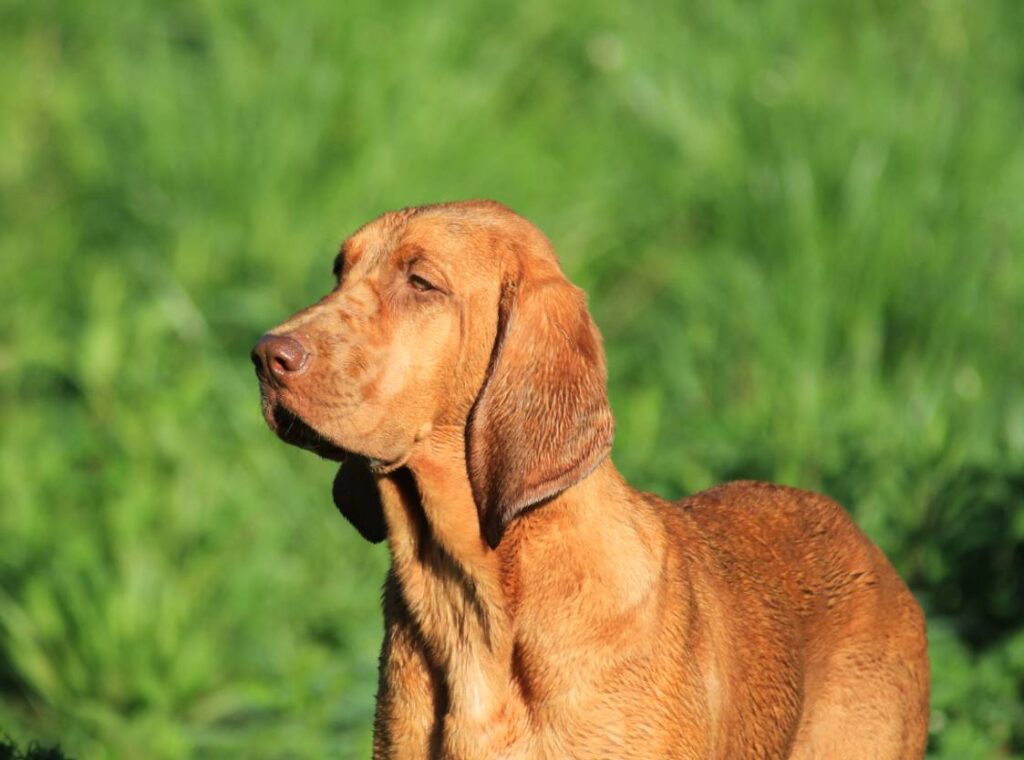 Redbone Coonhound Dog Breed Guide Info Pictures Care PangoVet