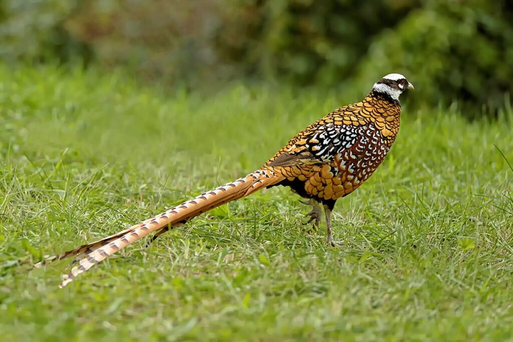 6 Types of Pheasants (With Info & Pictures) | PangoVet