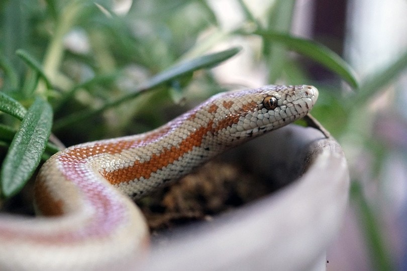 Rosy Boa snake