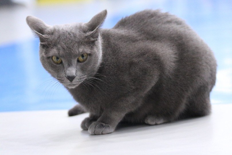 Russian Blue vs. British Shorthair What